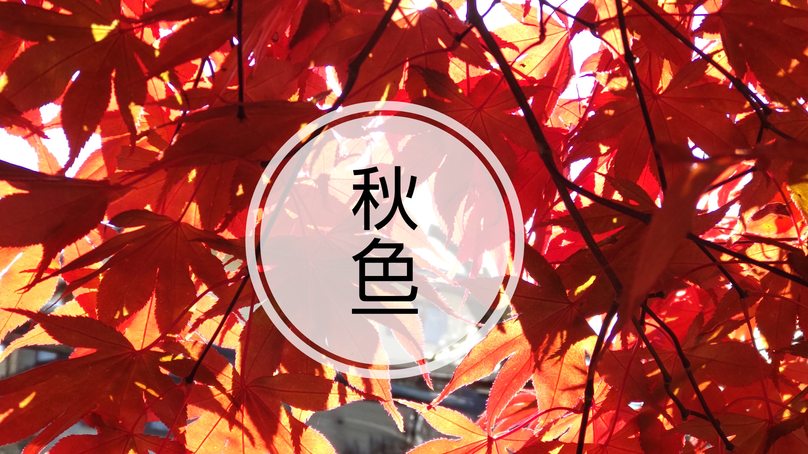 【图说·绍兴】秋色覆卮山_摄影_稻田_设计