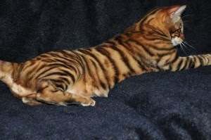 toyger cat breeder information pets kittens animal domestic