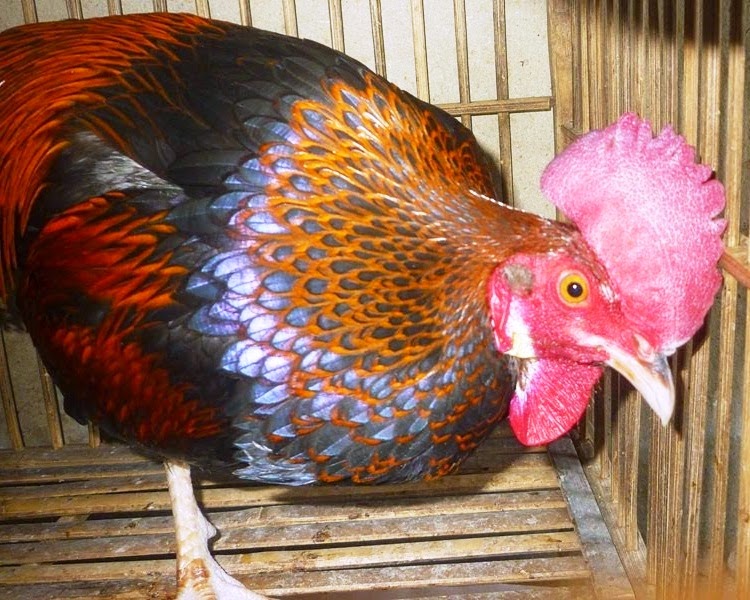 Beberapa Jenis Warna Ayam Bangkok Aduan | Situs Judi ...