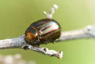 Para ampliar Chrysolina americana (Escarabajo del romero) hacer clic