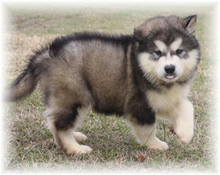 Alaskan Malamute Puppy