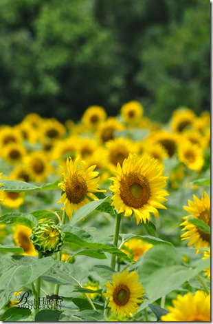 cr-sunflower-0078-crowd-wb