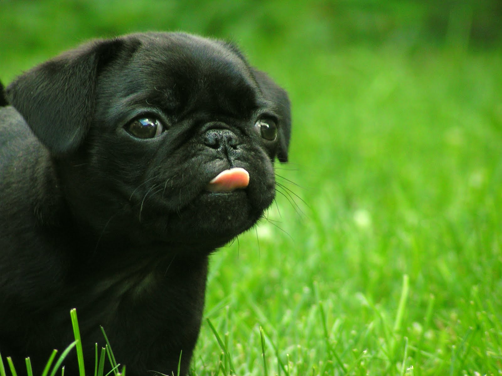 ALL DESKTOP'S WALLPAPERS: Black pug in grass field