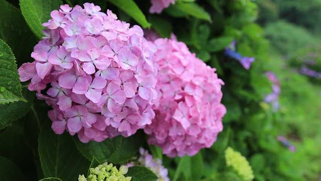 Bunga Hydrangea, bunga kembang 3 bulan, bunga Siti Zubaidah