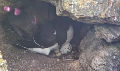 Two Razorbills on an egg in a rocky hole.