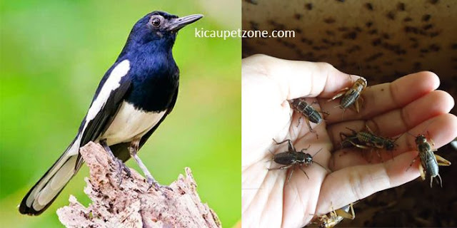 Jika Burung Suka Mencabut Bulu Ekor