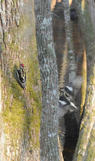 Yellow-bellied Sapsucker at Audubon's Francis Beidler Forest by Mark Musselman