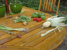 backyard garden harvest, tomato, corn, beans, onion