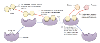 reaksi enzimatis pada katabolisme sukrosa