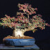 Cotoneaster Horizontalis Bonsai