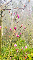 淡水楓樹湖「巨石花園」賞木蓮花 (辛夷花、木蘭花 ) II 桃花源 百年古厝「石頭屋」秘境賞櫻 其花初出時尖如筆椎，故又稱木筆.