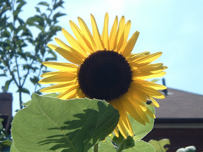 [Photo: Helianthus annuus.]