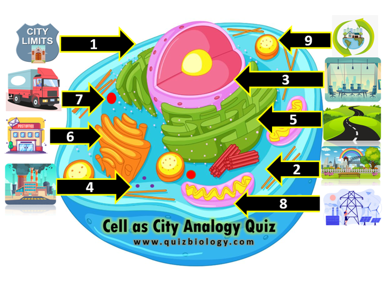 Cell as City Analogy Labelled Diagram Quiz