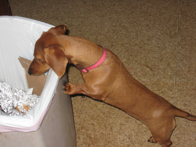 Tammy, miniature dachshund, dog, trashcan