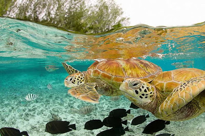 Awesome Ocean Turtles by cool wallpapers at cool wallpapers and cool and beautiful wallpapers