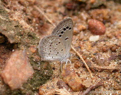 Lesser Grass Blue