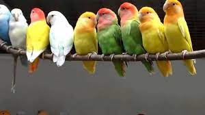 লাভ বার্ড পাখির ছবি - লাভ বার্ড পাখির দাম কত -  লাভ বার্ড পাখির খাবার তালিকা - love bird pakhi - NeotericIT.com