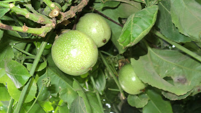 Manfaat Buah Markisa Bagi Kesehatan