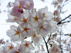Cherry-Blossoms-High-Park-Toronto-Spring-2017-🌸