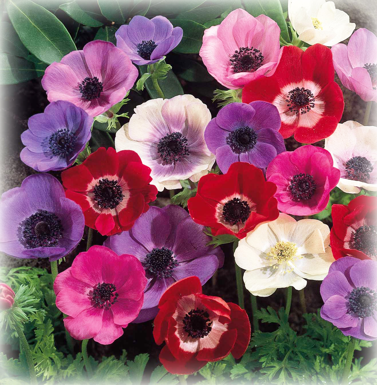 fiori e significati con immagini - Linguaggio dei fiori Wikipedia