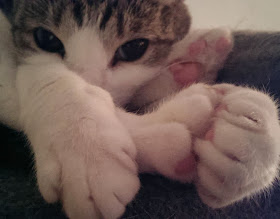 Funny cats - part 89 (40 pics + 10 gifs), close up pictures of cat paws