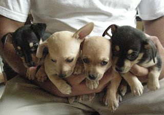 Chihuahua puppies