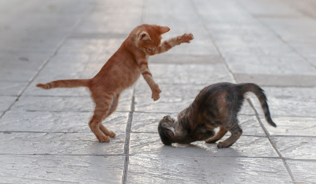 How to tell if a cat is playing or fighting