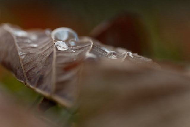 Waterdrops On Fall Leaf