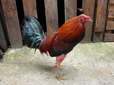 Gallo colorado requemado y gallo cenizo de combate 