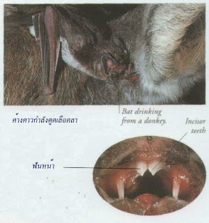  Vampire bat