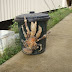 Coconut Crab Are They Edible