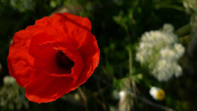 amapolas