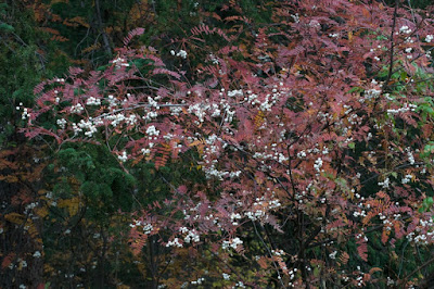 Sorbus koehneana