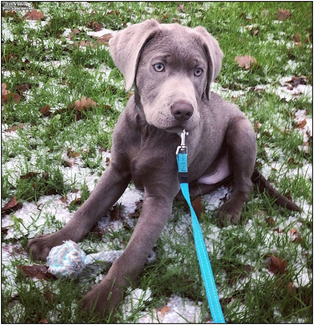 silver labrador