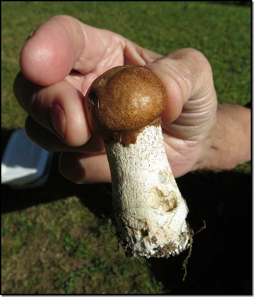 0530mushroom