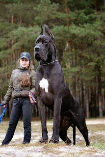 How To Understand The Great Dane