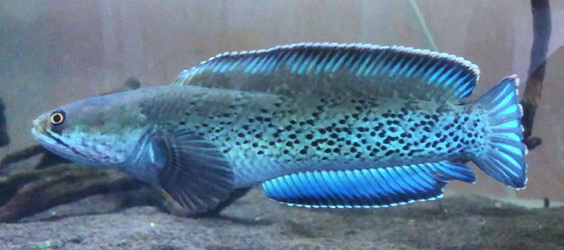10 jenis ikan channa termahal Channa Stewarti