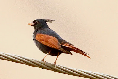 "Crested Bunting (Emberiza lathami)  This huge bunting's spiky upright crest separates it from related species. Males are glossy black with vivid chestnut wings. Females are streaky dirt-brown with significantly duller wings.Here the male is perched on a cable."