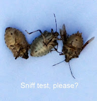 Stink Bug Funny: Thanks to Grow it! Eat it!