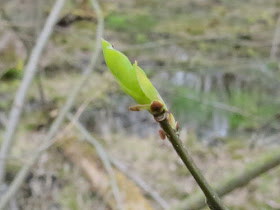 spicebush