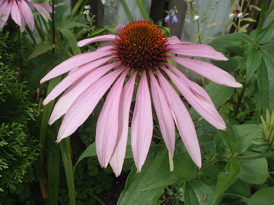 [Photo: Echinacea purpurea inflorescence.]