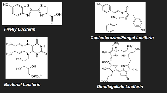 structure of different luciferin molecules