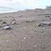 Altas temperaturas afectaron zonas de anidación de las tortugas marinas