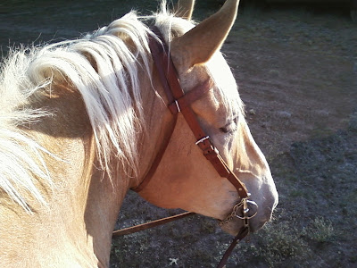 Belgian draft gelding being ridden