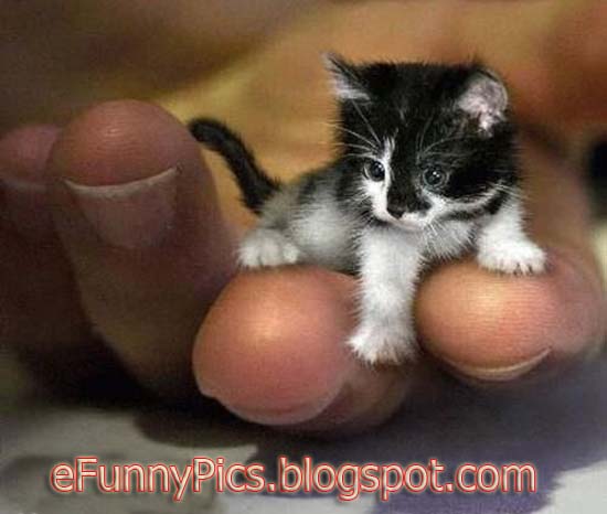 Tiny Kitten