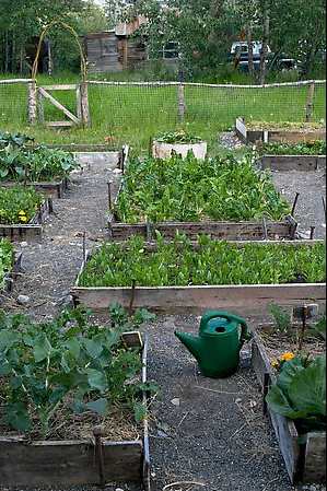 Vegetable Gardens: Spring 2011