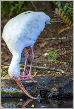 taking a drink Ibis