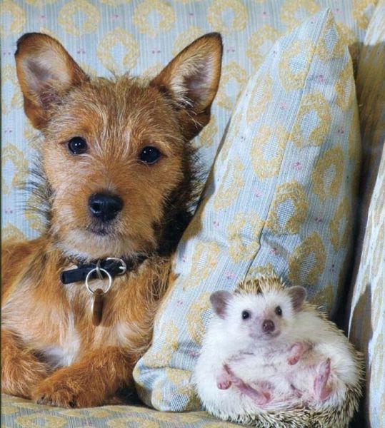 Cute Animal
