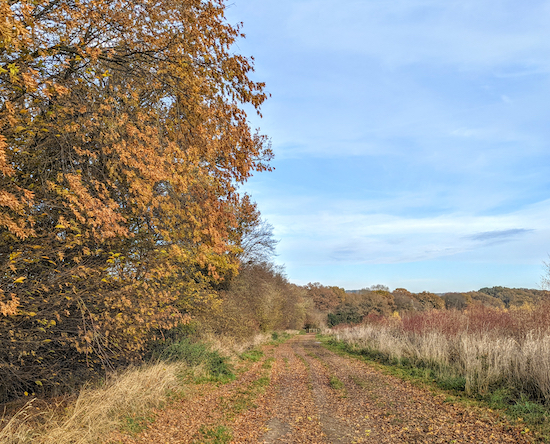 Continue with the hedgerow on the left until you reach the gate to the common