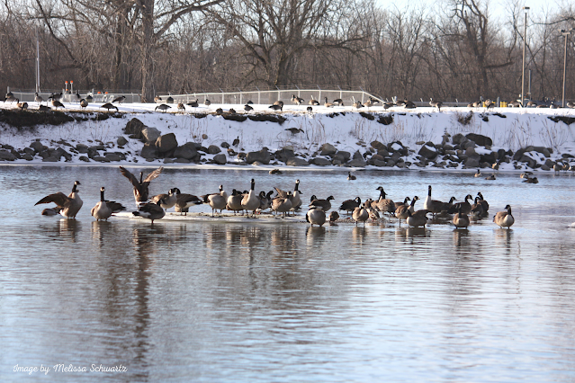 McHenry Dam provides a fantastic spot for bird watching in all seasons. During our winter visits, we often see geese gathered.
